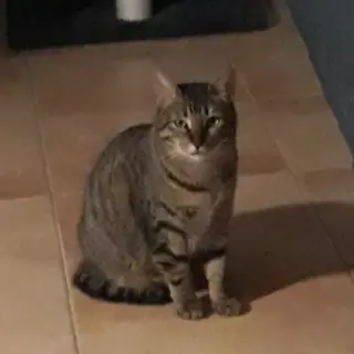 Giselle