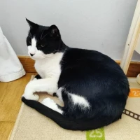 Adopta a Haku