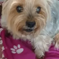Adopta a Lina