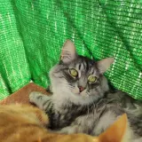 Adopta a Romero