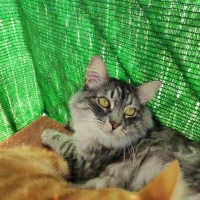 Adopta a Romero