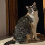 Adopta a Katy Cat