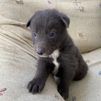 Adopta a Musi