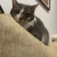 Adopta a Minimo