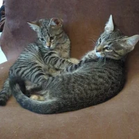 Adopta a Pardo Dos