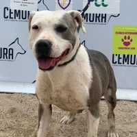 Adopta a Chiara