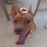 Adopta a Paquita