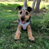 Adopta a Benito