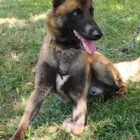 Adopta a Scot