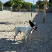 Adopta a Mickey Mouse