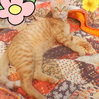 Gustavo