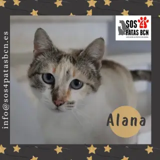 Alana