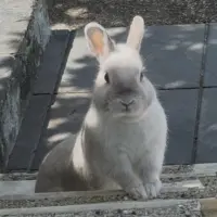 Adopta a Pipa