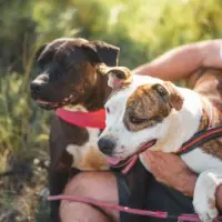 Adopta a Yolander Y Bentley