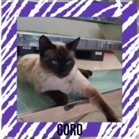 Adopta a Goro