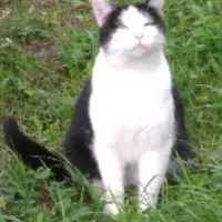 Adopta a Motomami