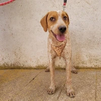 Adopta a Sofi