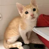 Adopta a Lyon