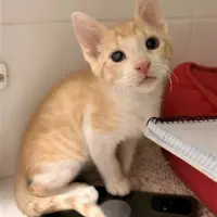 Adopta a Lyon