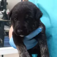 Adopta a Camada Barranco Caballar 2