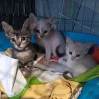 Adopta a Gatitos