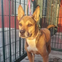 Adopta a Rodolfo
