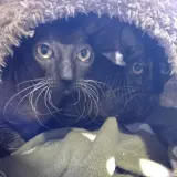 Adopta a Rumi Y Jinu