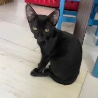 Adopta a Lisa