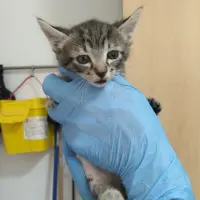 Adopta a Granizada