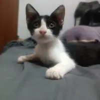 Adopta a Roy