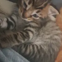 Adopta a Se Regalan Bebes
