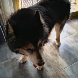 Adopta a Neu