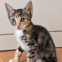 Adopta a Lulú