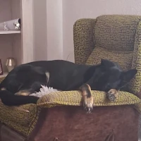 Adopta a Negra