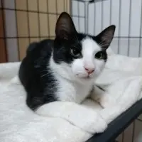 Adopta a Oki