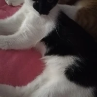 Adopta a Gatita-Toledo