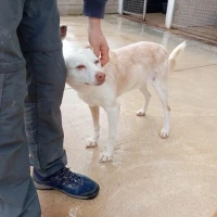 Adopta a Pau ,Adorable Perrito Tlf 645978718
