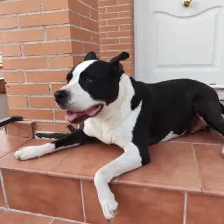 Piki