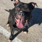 Adopta a Zeus