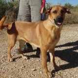 Adopta a Shira