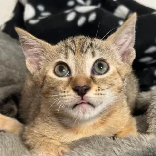 Kiara
