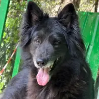 Adopta a Night