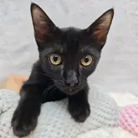Adopta a Nero