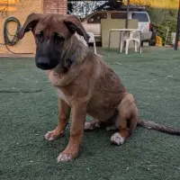 Adopta a Rubio