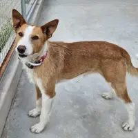 Adopta a Enebro