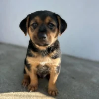 Adopta a Harry, Cachorro En Adopción