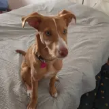 Adopta a Simba