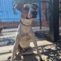 Adopta a Lasaña