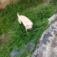 Adopta a Troy