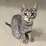 Adopta a Psique